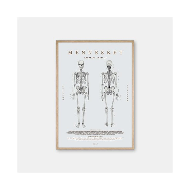 Gehalt Mennesket Kroppens Anatomi plakat 50x70 lysegr